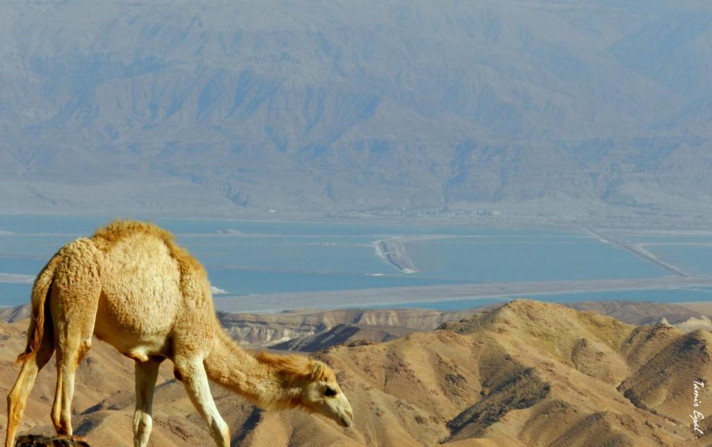 فندق زيمر دورا نيفيه زوهار المظهر الخارجي الصورة